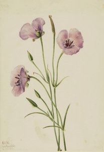  by Mary Vaux Walcott