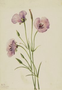 Leylak Mariposa Calochortus splendens, 1926 by Mary Vaux Walcott