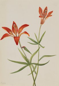  by Mary Vaux Walcott