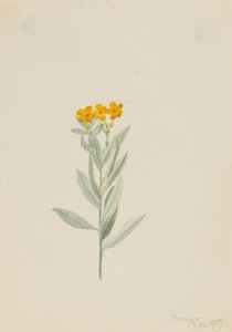  by Mary Vaux Walcott