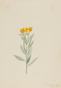 Lithospermum canescens, 1907. by Mary Vaux Walcott