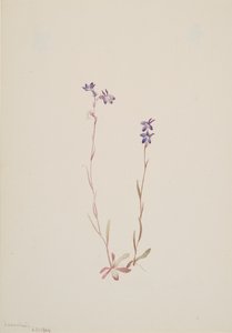 Lobelia Kalmii, 1904. by Mary Vaux Walcott
