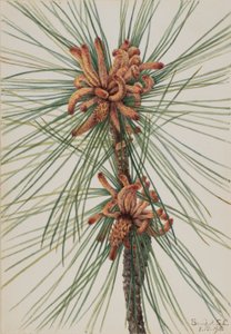  by Mary Vaux Walcott