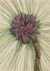 Uzun yapraklı Çam Pinus palustris, 1929.