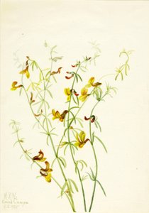  by Mary Vaux Walcott