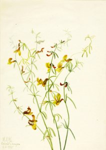 Lotus ergenliği, 1935. by Mary Vaux Walcott