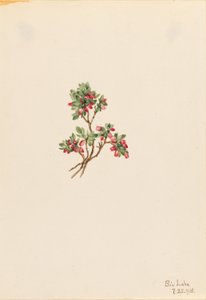  by Mary Vaux Walcott