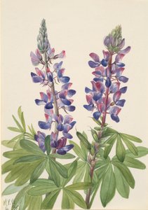 Acı bakla Lupinus fornosus, 1935. by Mary Vaux Walcott