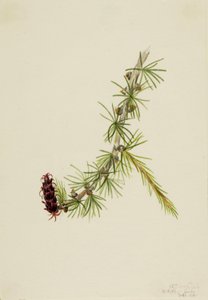  by Mary Vaux Walcott