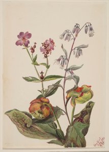 Meadow Beauty (Rhexia virginica), Rattlesnake Roat (Nabalus albus), Pitcherplant (Sarracenia purpurea) by Mary Vaux Walcott