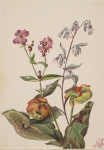Çayır Güzeli Rhexia virginica, Rattlesnake Roat Nabalus albus, Pitcherplant..., 1880. by Mary Vaux Walcott