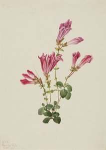 Menzies Pentstemon Pentstemon menziesii, 1925. by Mary Vaux Walcott