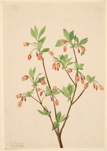 Menziesea Menziesea glabella, 1907. by Mary Vaux Walcott