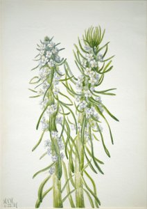 Madenci Mumu (Oreocarya virgata) by Mary Vaux Walcott
