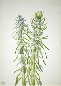Madenci Mumu Oreocarya virgata, 1937 by Mary Vaux Walcott