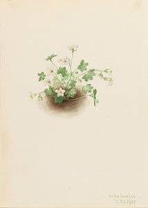  by Mary Vaux Walcott