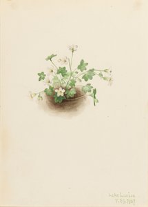 Mistmaiden Romanzoffia sitchensis, 1907. by Mary Vaux Walcott