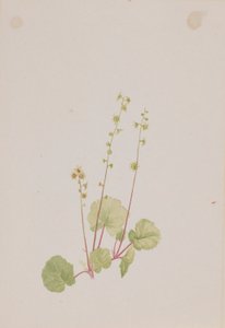  by Mary Vaux Walcott