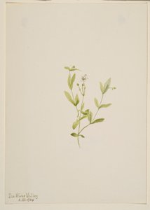  by Mary Vaux Walcott