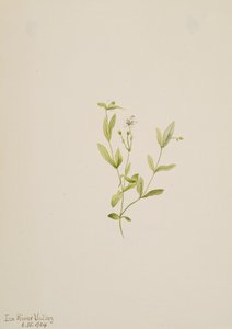 Moehringia labiflora, 1904. by Mary Vaux Walcott