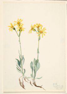  by Mary Vaux Walcott