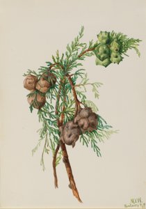 Monterey Cypress Cupressus macrocarpa, 1936. by Mary Vaux Walcott