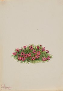 Moss Campion Silene acaulis, 1924. by Mary Vaux Walcott