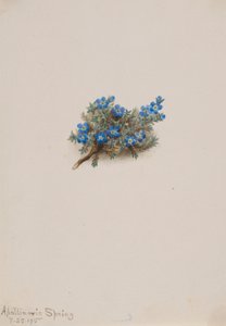  by Mary Vaux Walcott