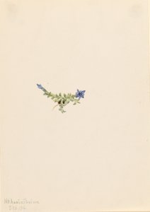  by Mary Vaux Walcott