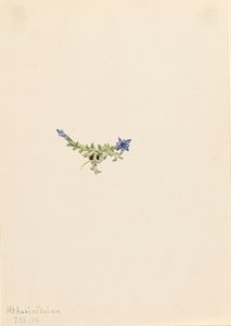 Gentian Gentian secde Moss, 1916 by Mary Vaux Walcott