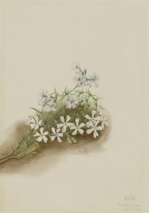  by Mary Vaux Walcott