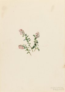 Dağ Kızılcığı (Vaccinium vitisidaea minus) by Mary Vaux Walcott