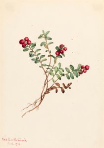 Dağ Kızılcık Vaccinium vitisdaea eksi, 1916. by Mary Vaux Walcott