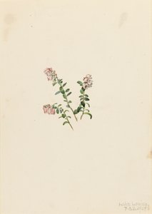 Dağ Kızılcık Vaccinium vitisidaea eksi, 1907. by Mary Vaux Walcott