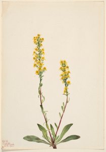  by Mary Vaux Walcott
