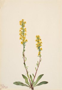 Dağ Altın Başak Solidago oreophila, 1921. by Mary Vaux Walcott