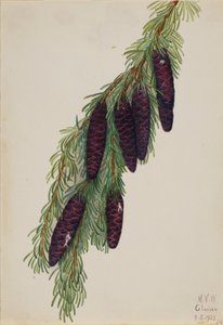 Dağ Hemlock Tsuga mertensiana, 1923. by Mary Vaux Walcott