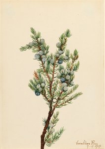 Dağ Ardıç Juniperus sibirica, 1917. by Mary Vaux Walcott