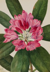 Mountain Rose-Bay Rhododendron catawbiense, 1932. by Mary Vaux Walcott