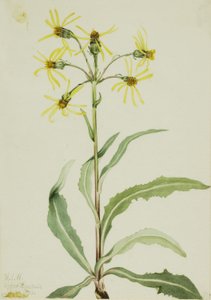  by Mary Vaux Walcott