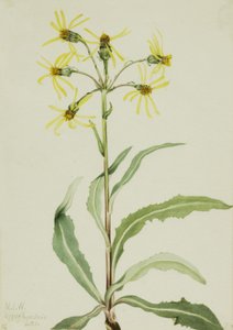 Yas Groundsel Senecio lugens, 1921. by Mary Vaux Walcott