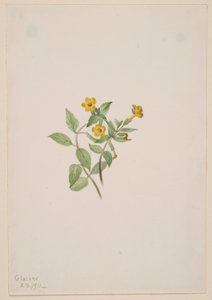  by Mary Vaux Walcott