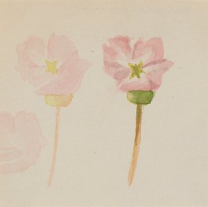  by Mary Vaux Walcott
