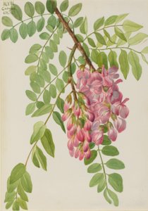  by Mary Vaux Walcott
