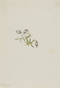  by Mary Vaux Walcott