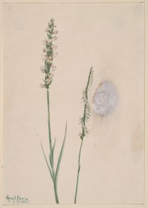  by Mary Vaux Walcott