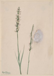 Başını sallayan Bayanlar-Tress Ibidium cernum, 1905. by Mary Vaux Walcott
