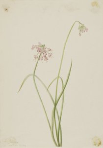 Başını sallayan soğan (Allium cernuum) by Mary Vaux Walcott