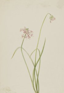 Soğan Allium cernuum başını sallayarak, 1901. by Mary Vaux Walcott