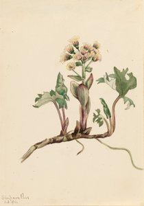 Kuzey Düğünçiçeği (Petasites hyperboreus) by Mary Vaux Walcott
